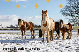 world-horse-welfare